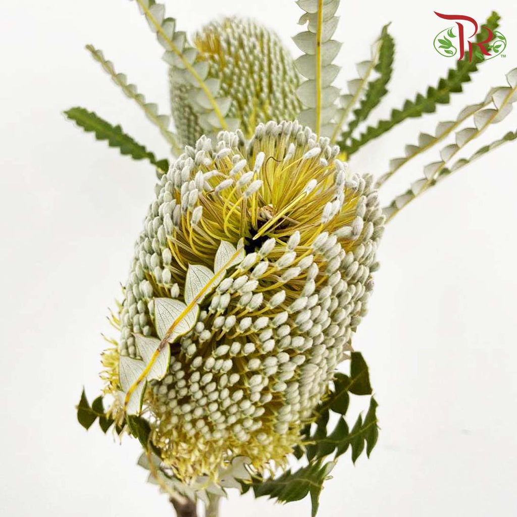 Banksia Hookeriana & Speciosa / 2 Stems - Pudu Ria Florist Southern