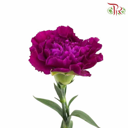 Carnation Dark Purple (18-20 Stems) - Pudu Ria Florist Southern