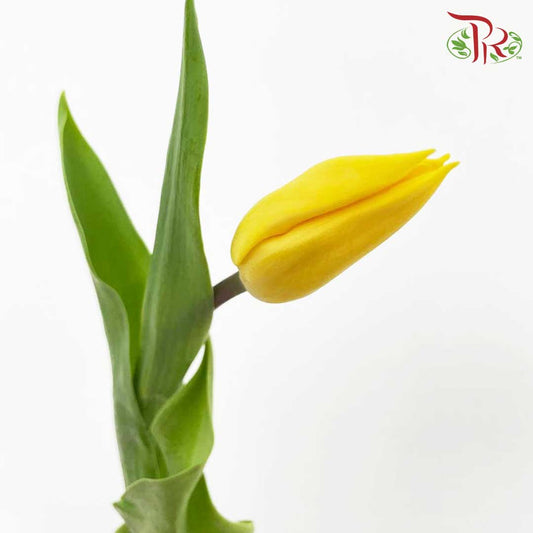 Tulip Yellow (8-9 Stems) - Pudu Ria Florist Southern