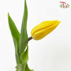 Tulip Yellow (8-9 Stems) - Pudu Ria Florist Southern