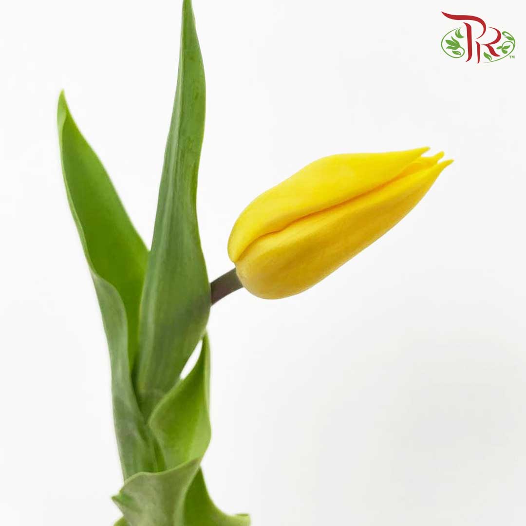 Tulip Yellow (8-9 Stems) - Pudu Ria Florist Southern