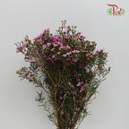 Wax Flower Dark Pink - Pudu Ria Florist Southern