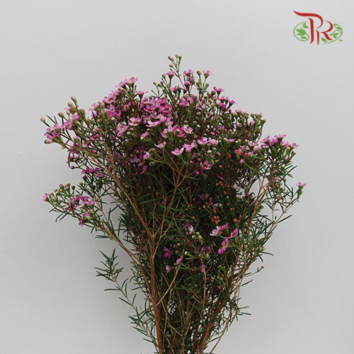 Wax Flower Dark Pink - Pudu Ria Florist Southern