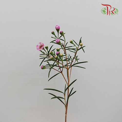 Wax Flower Dark Pink - Pudu Ria Florist Southern
