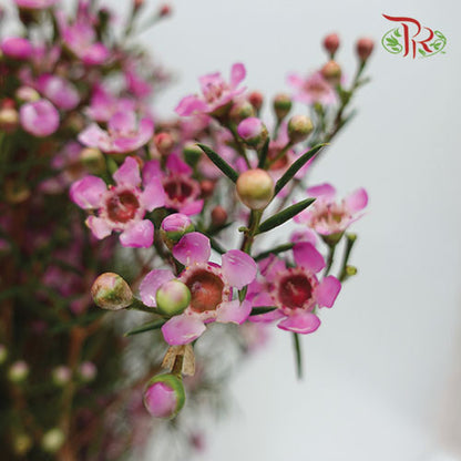Wax Flower Dark Pink - Pudu Ria Florist Southern