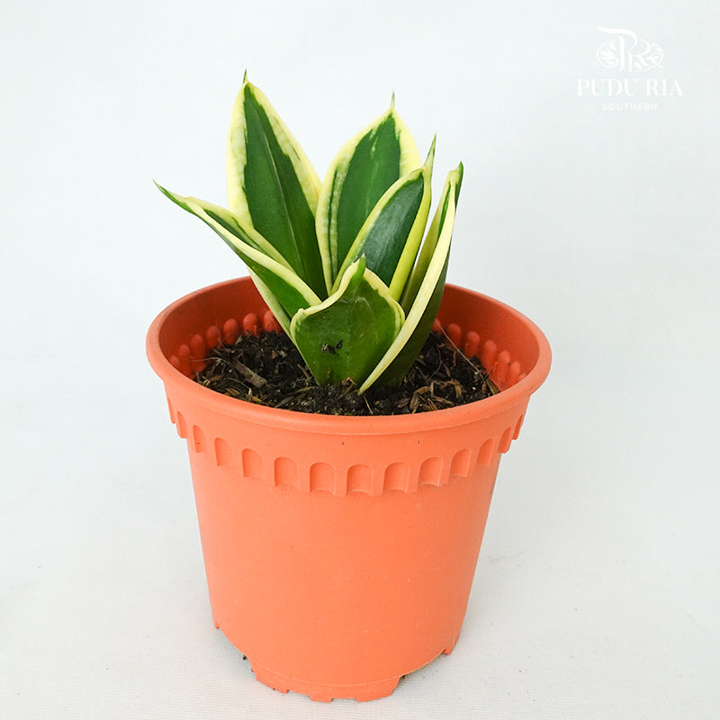 Sansevieria Golden Hahnii Green - Pudu Ria Florist Southern