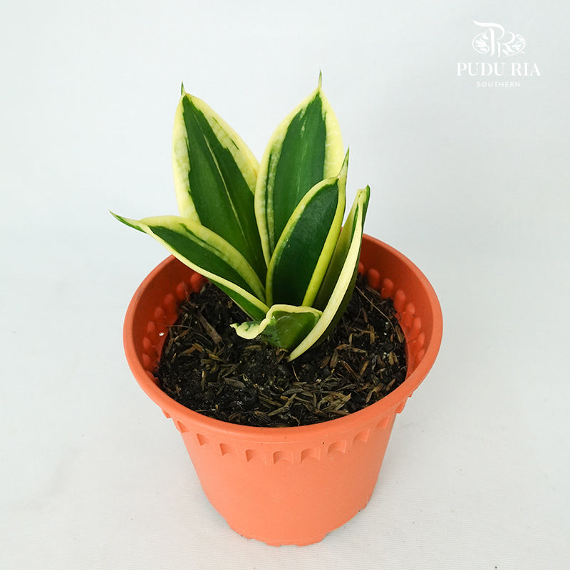 Sansevieria Golden Hahnii Green - Pudu Ria Florist Southern