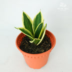 Sansevieria Golden Hahnii Green - Pudu Ria Florist Southern