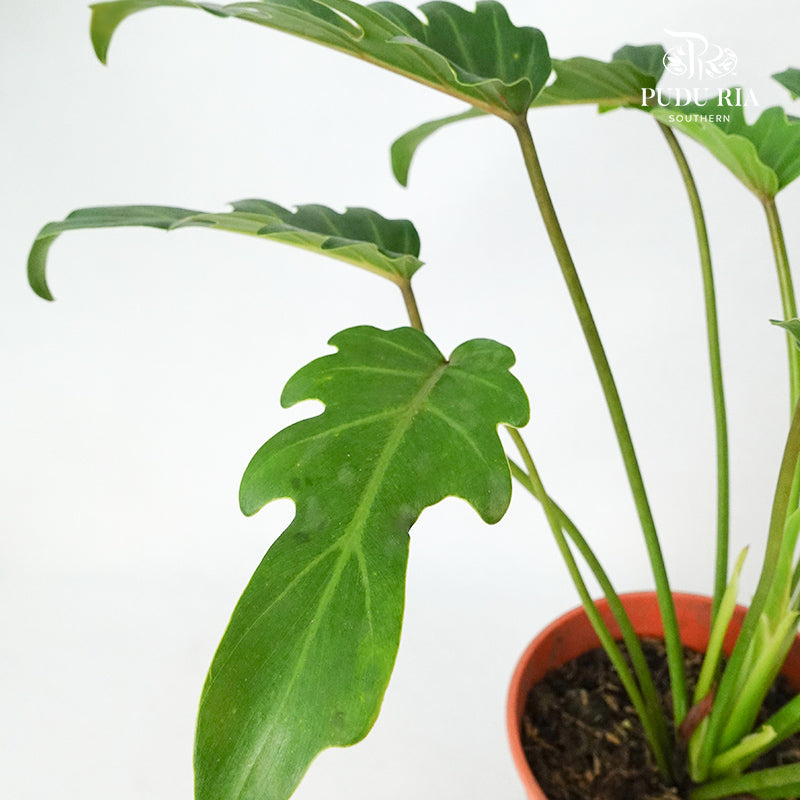Philodendron Xanadu - Pudu Ria Florist Southern