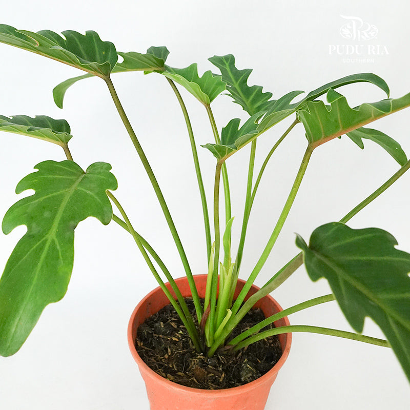 Philodendron Xanadu - Pudu Ria Florist Southern