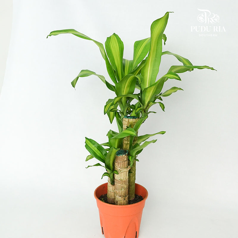 Dracaena Fragrans (50-70cm） - Pudu Ria Florist Southern