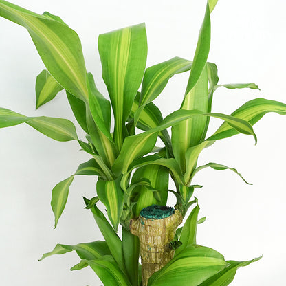 Dracaena Fragrans (50-70cm） - Pudu Ria Florist Southern