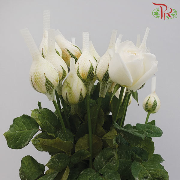 Rose White (19-20 Stems) - Pudu Ria Florist Southern