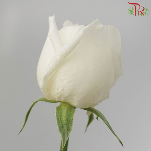 Rose White (19-20 Stems) - Pudu Ria Florist Southern