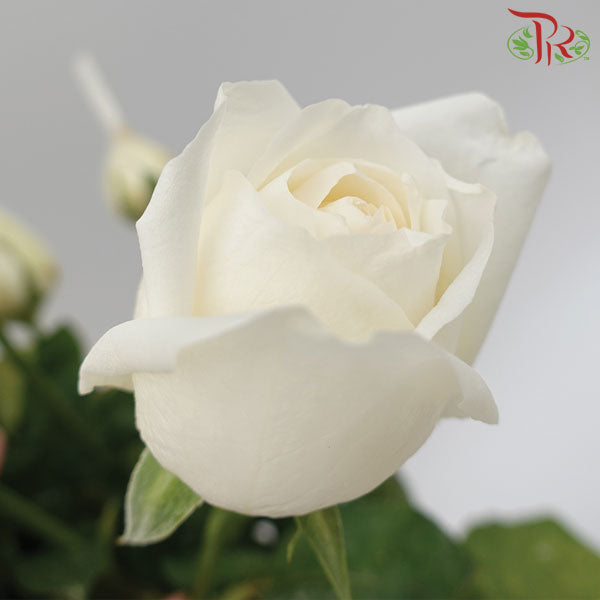 Rose White (19-20 Stems) - Pudu Ria Florist Southern