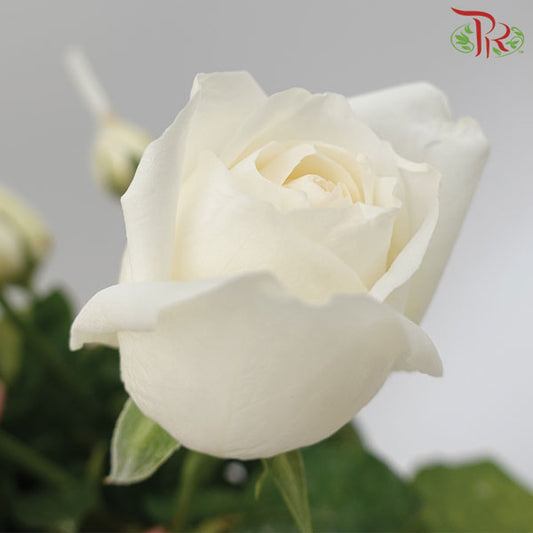 Rose White (19-20 Stems) - Pudu Ria Florist Southern