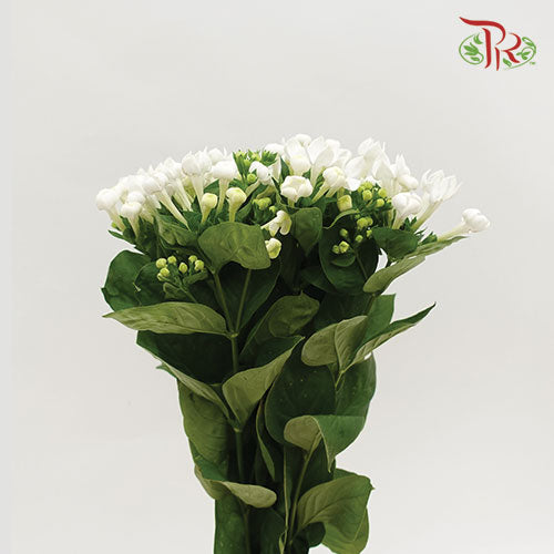 Bouvardia White - Pudu Ria Florist Southern