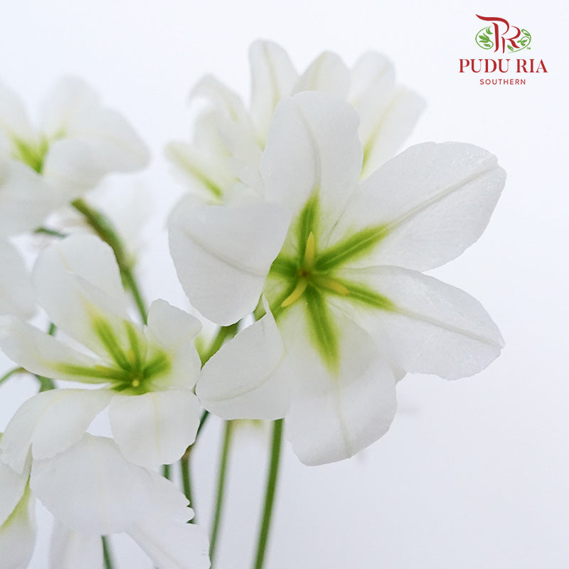 Leucocoryne White - Pudu Ria Florist Southern