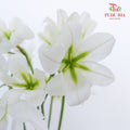 Leucocoryne White - Pudu Ria Florist Southern