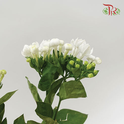 Bouvardia White - Pudu Ria Florist Southern