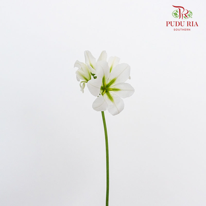 Leucocoryne White - Pudu Ria Florist Southern