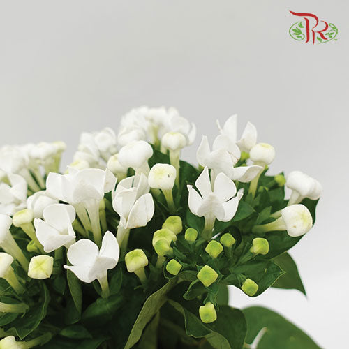 Bouvardia White - Pudu Ria Florist Southern