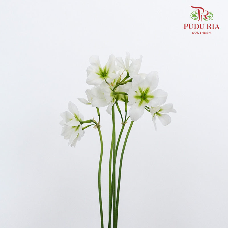 Leucocoryne White - Pudu Ria Florist Southern