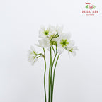 Leucocoryne White - Pudu Ria Florist Southern