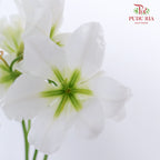 Leucocoryne White - Pudu Ria Florist Southern