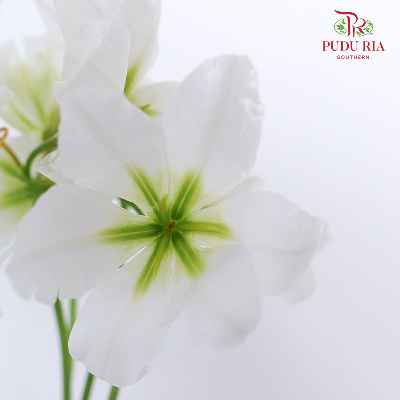 Leucocoryne White - Pudu Ria Florist Southern