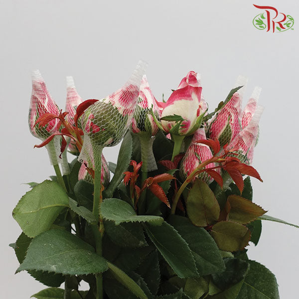 Rose White/Pink (19-20 Stems) - Pudu Ria Florist Southern