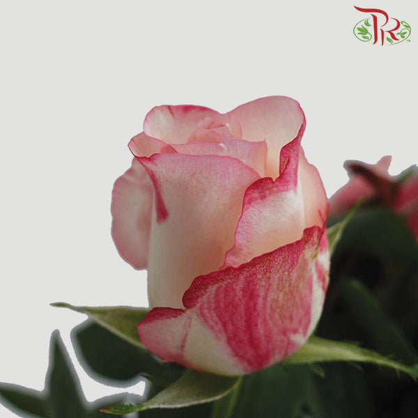 Rose White/Pink (19-20 Stems) - Pudu Ria Florist Southern