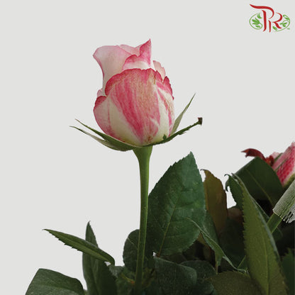 Rose White/Pink (19-20 Stems) - Pudu Ria Florist Southern