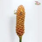 Shampoo Ginger Per Stems - Pudu Ria Florist Southern