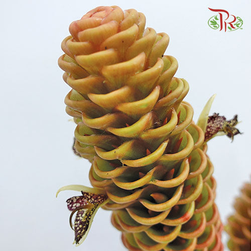 Shampoo Ginger Per Stems - Pudu Ria Florist Southern
