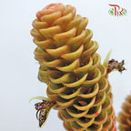 Shampoo Ginger Per Stems - Pudu Ria Florist Southern