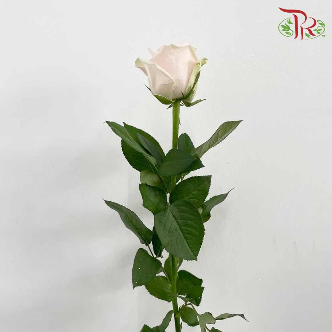 Rose Pink Avalanche (8-10 Stems) - Pudu Ria Florist Southern