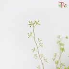 Wolly Ball - Pudu Ria Florist Southern