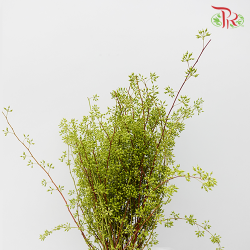 Wolly Ball - Pudu Ria Florist Southern