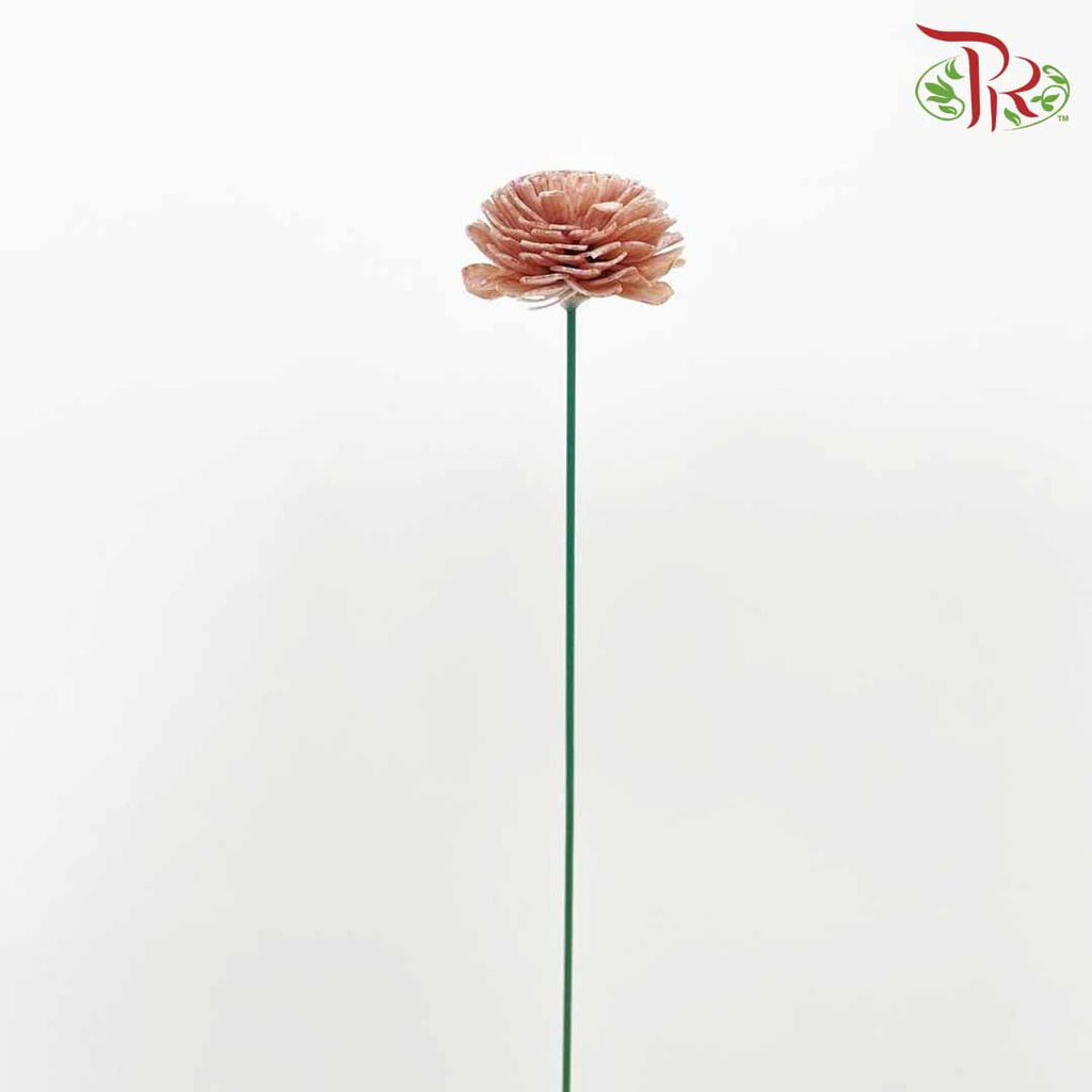 Dry Aeschynomene Aspera - Brown - Pudu Ria Florist Southern