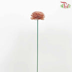 Dry Aeschynomene Aspera - Brown - Pudu Ria Florist Southern