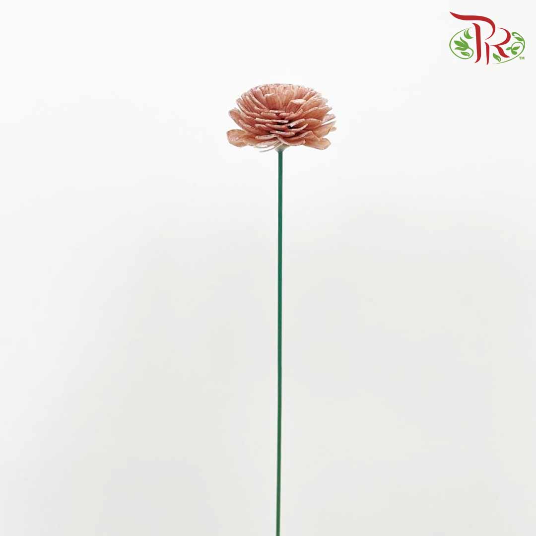 Dry Aeschynomene Aspera - Brown - Pudu Ria Florist Southern