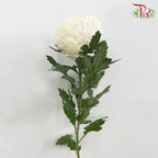 Taiwan Mum Chrysanthemum White (6 Stems) - Pudu Ria Florist Southern