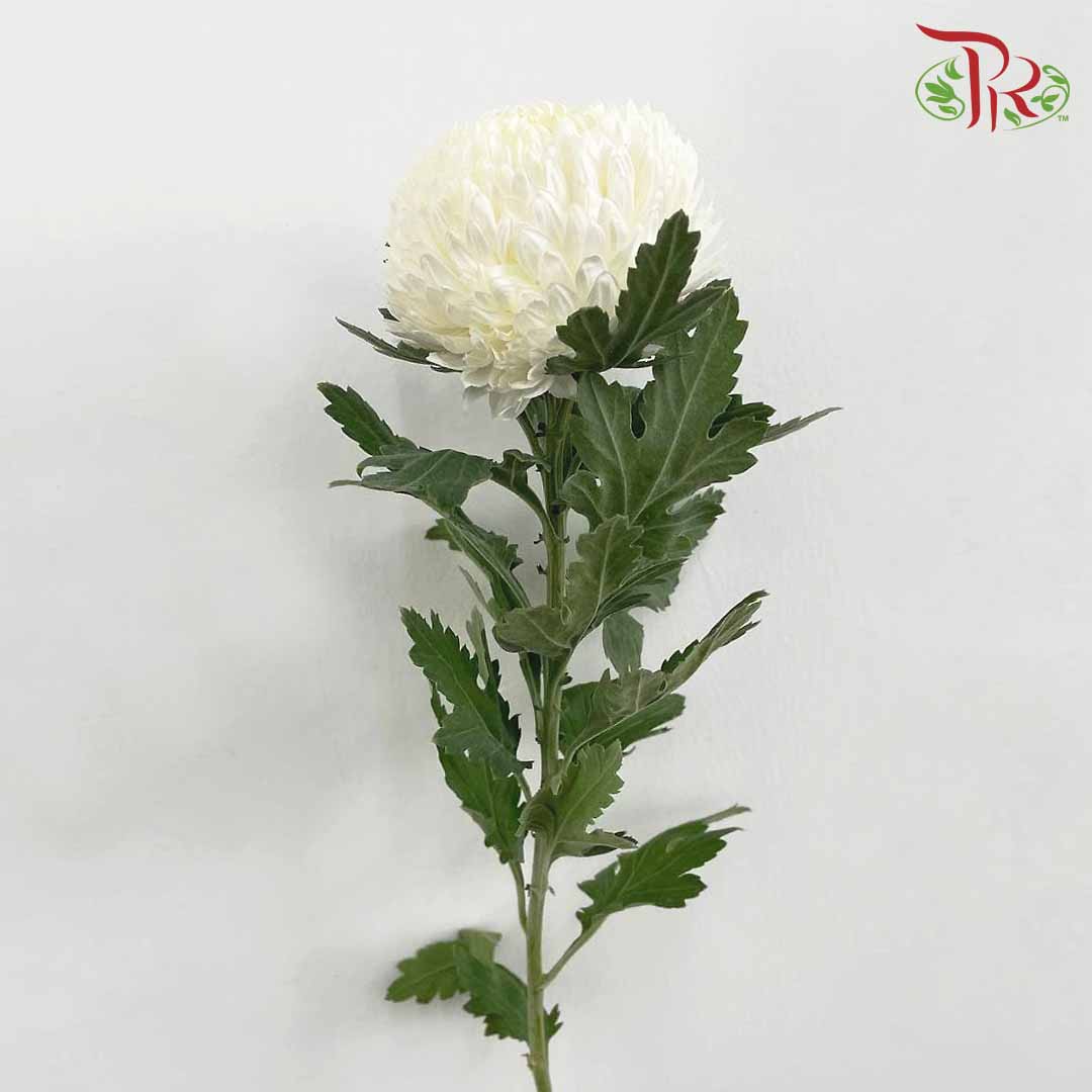 Taiwan Mum Chrysanthemum White (6 Stems) - Pudu Ria Florist Southern