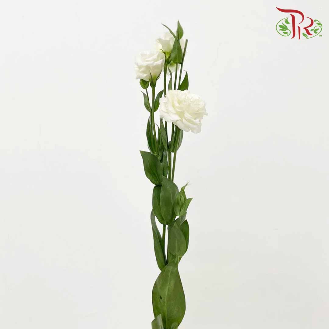 Eustoma White (12-15 Stems) - Pudu Ria Florist Southern