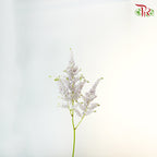 Astilbe Light purple (4-5 Stems) - Pudu Ria Florist Southern