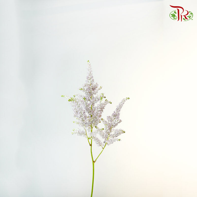 Astilbe Light purple (4-5 Stems) - Pudu Ria Florist Southern