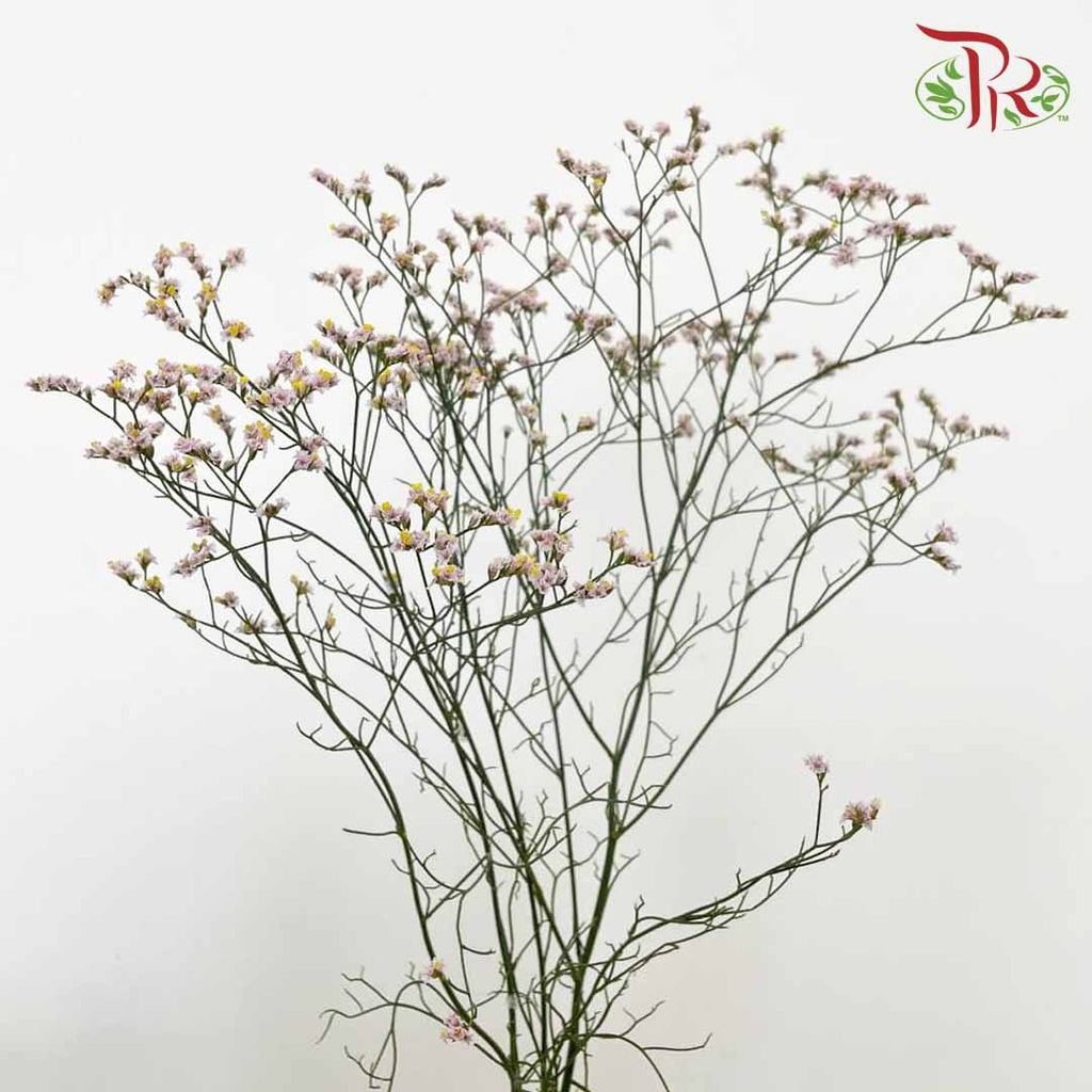 Caspia Light Pink - Pudu Ria Florist Southern