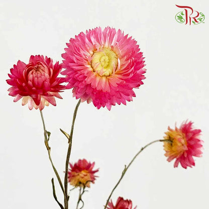 Dry Helichrysum Natural & Bleached - Pink / Per Bundle - Pudu Ria Florist Southern