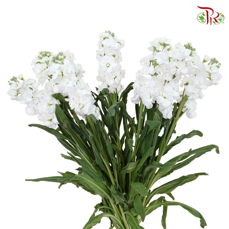 Matthiola White (Per Bundle) - Pudu Ria Florist Southern